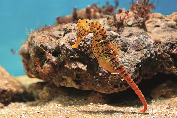 Porto de Galinhas, playas y ecoturismo