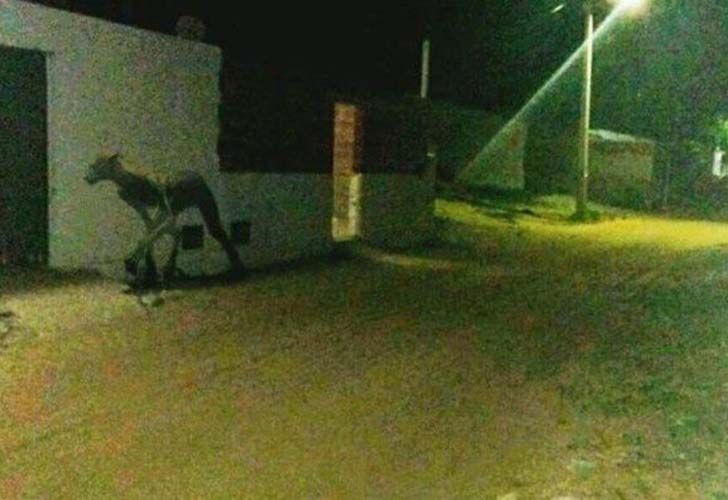 "Extraña criatura" asesinó a dos perros y causa temor en Santa Fe