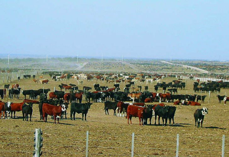 Las nuevas reglas del feedlot