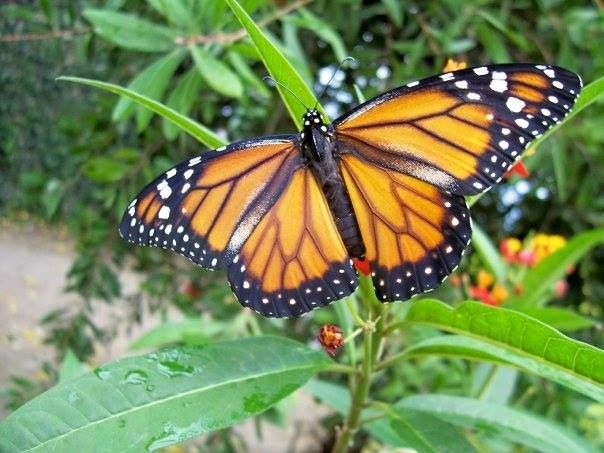 Por qué la escasez de insectos es un problema con graves consecuencias