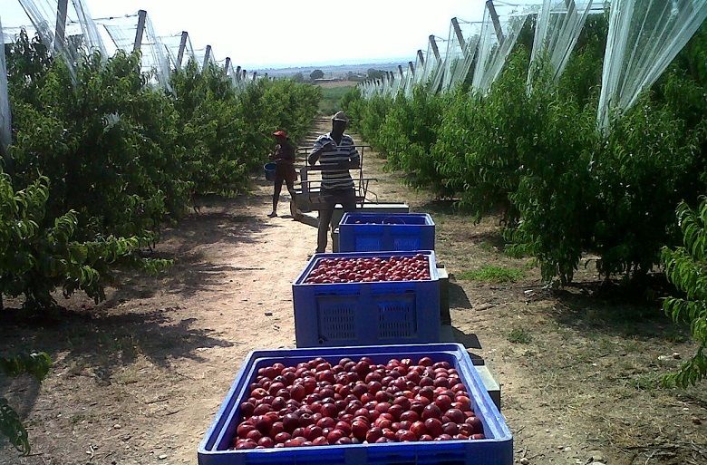 El Gobierno elimina las retenciones a las exportaciones de economías regionales