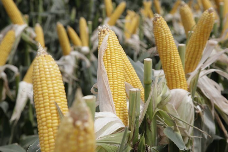 El maíz va por otro récord de área sembrada y producción