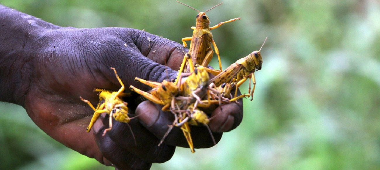 Una plaga de langostas podría llevar hambre a millones de personas en junio