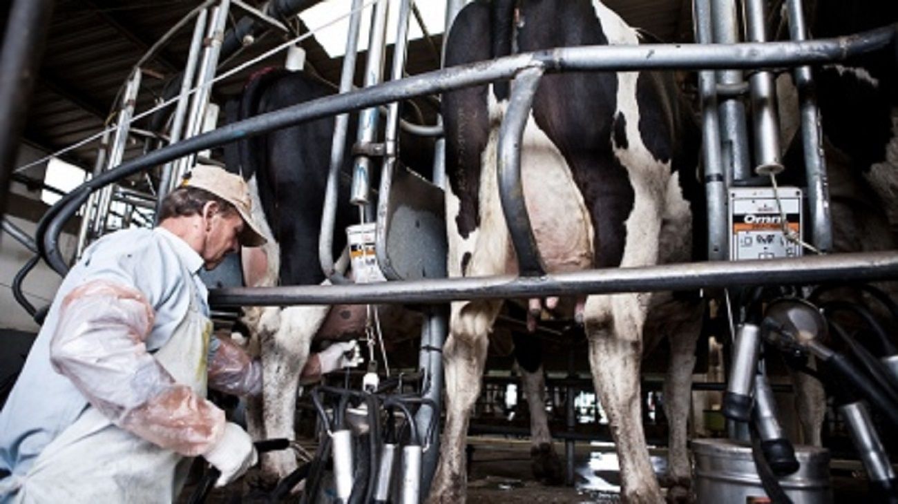El gobierno analiza la posible integración de la leche al dólar agro
