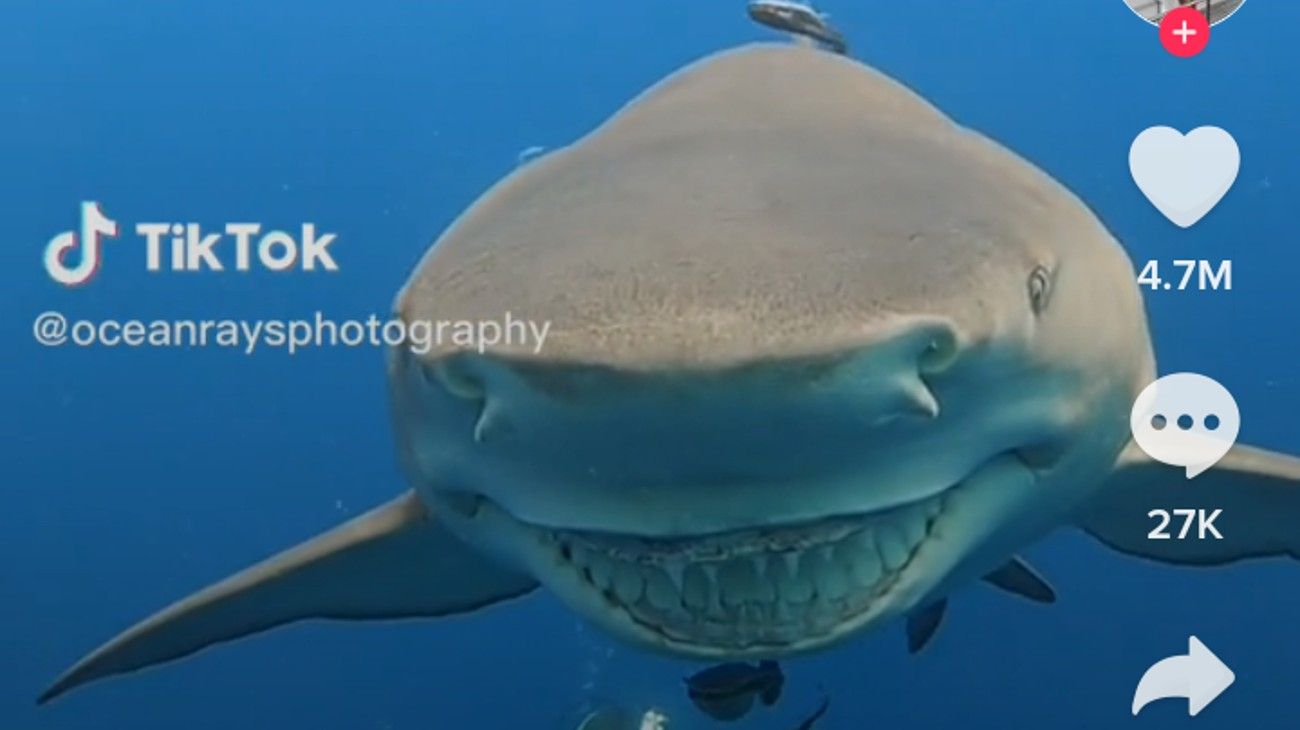 Video: una instructora de buceo filmó a un tiburón “sonriente” que se dejó acariciar