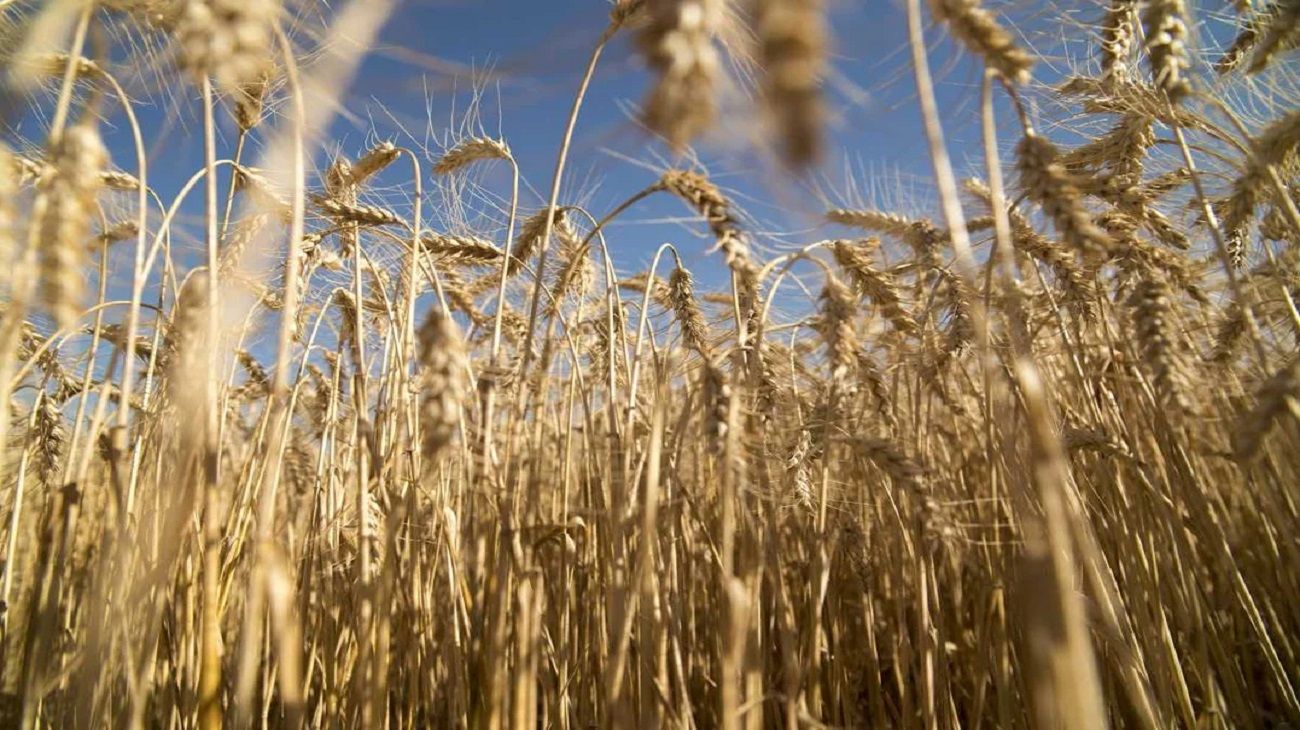 Cosecha récord: “Pensábamos que íbamos a poder originar trigo con un poco más de tranquilidad”
