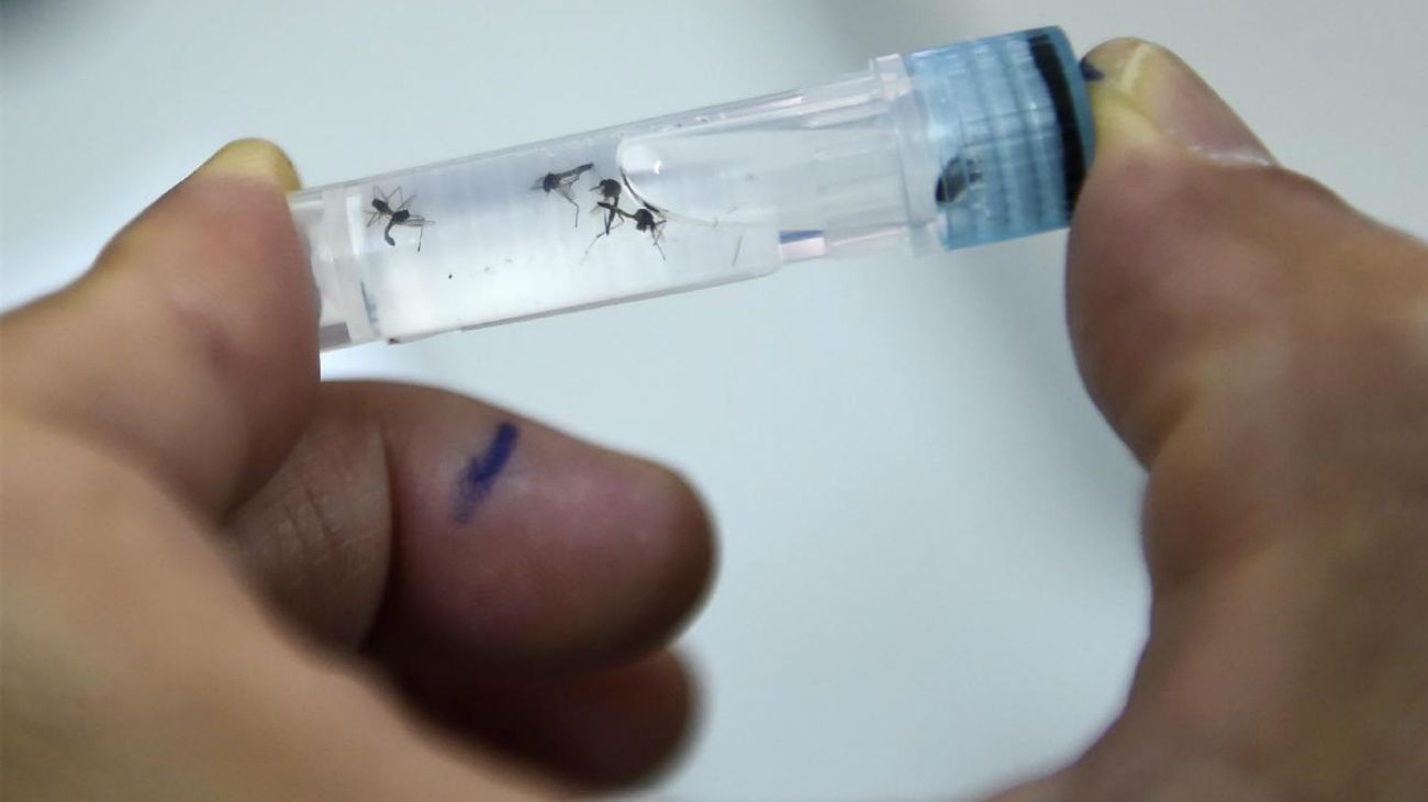 El 70% de los casos de dengue en la Ciudad son autóctonos