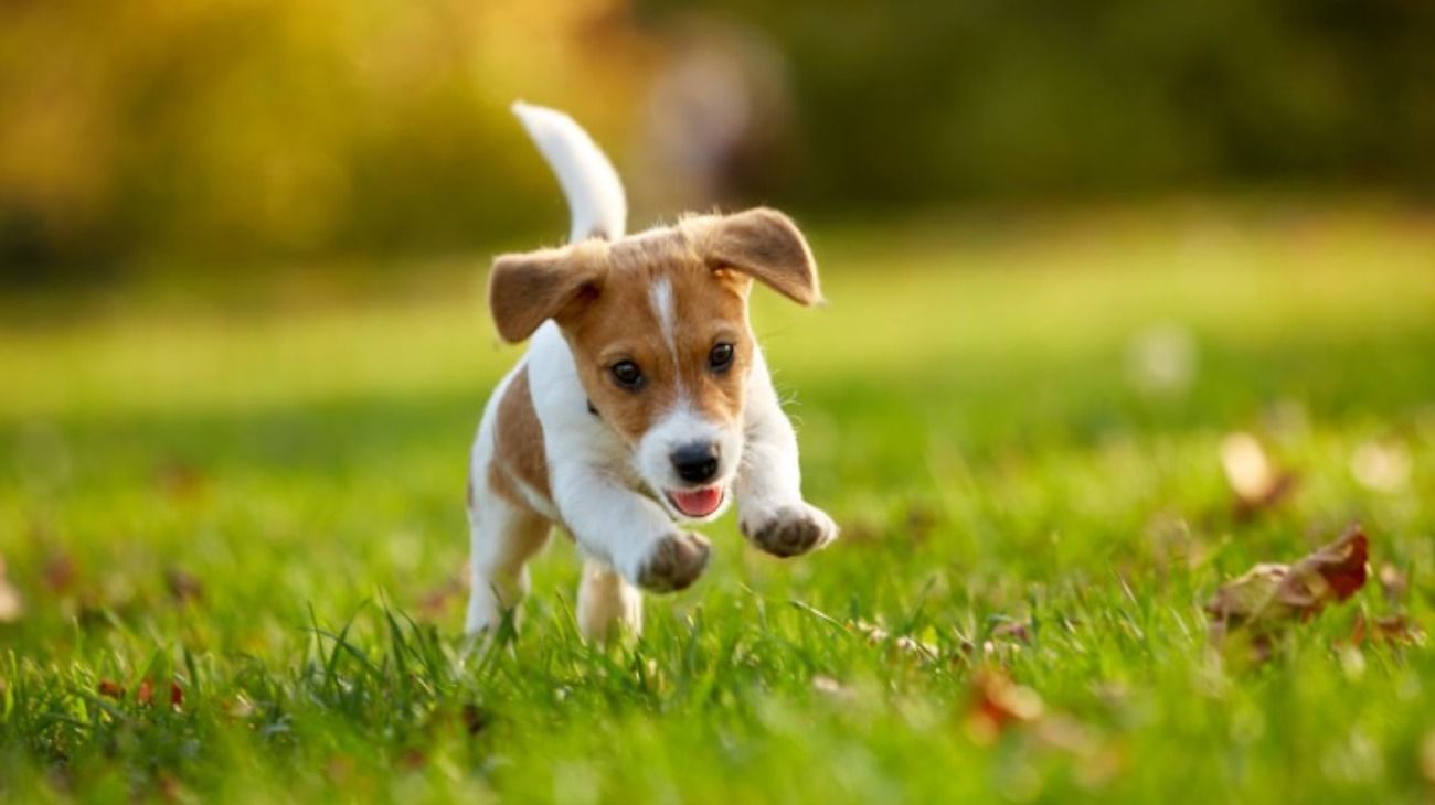 Los perros podrían ser los próximos cazadores del coronavirus