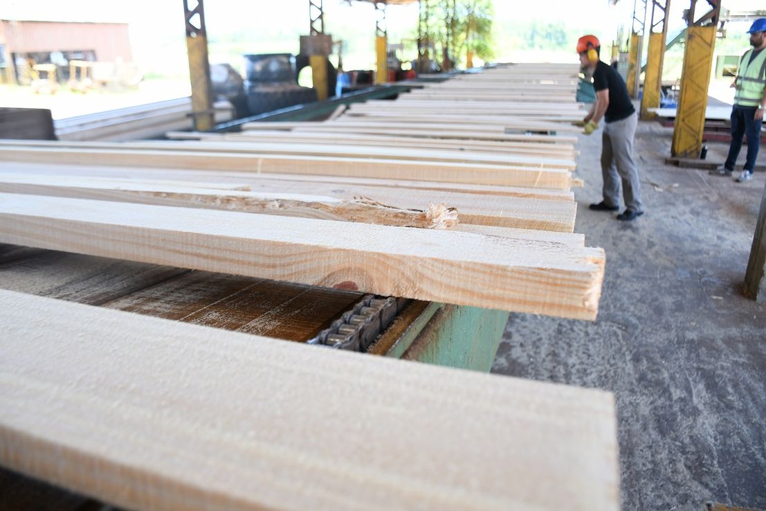 Motor de desarrollo: el sector forestal de Corrientes proyecta alcanzar los 20 mil empleos