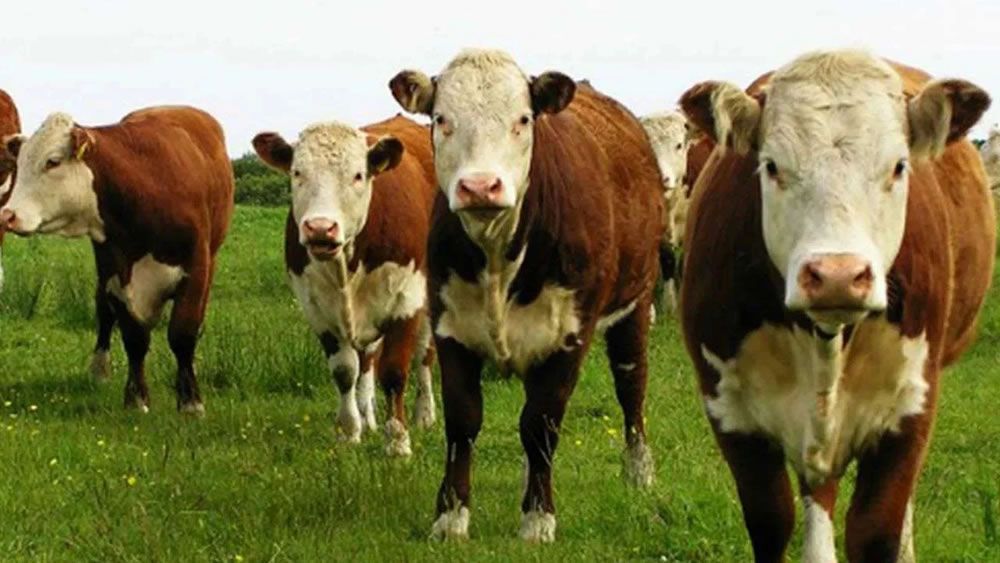 Investigan cómo es la estafa millonaria con 'vacas virtuales'