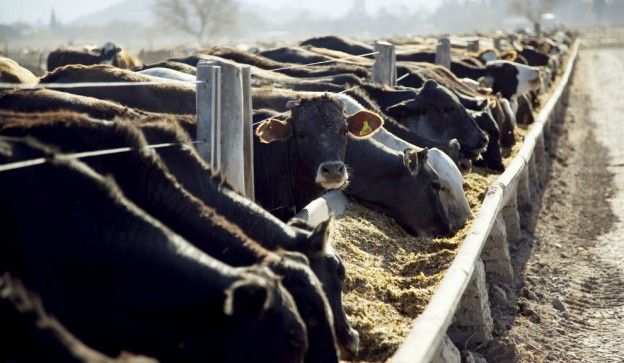 Presentaron un protocolo de medición de bienestar animal en feedlots