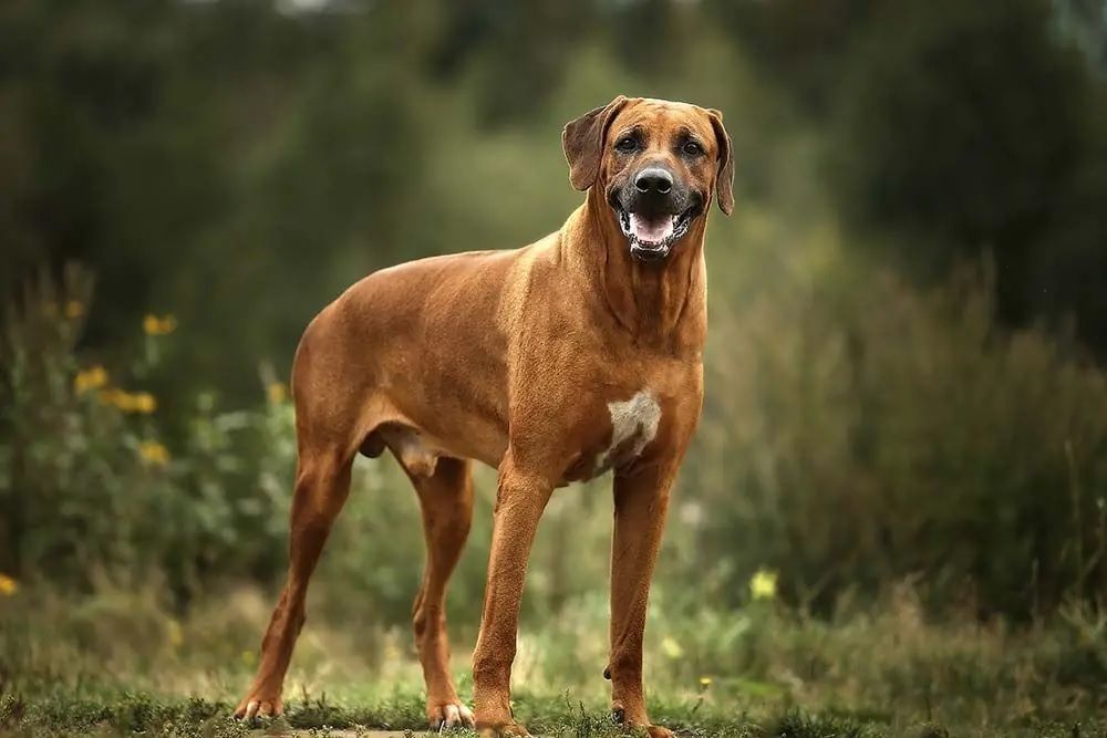 Fallo ejemplar: millonaria condena a los dueños de perros Rodesianos que atacó a una motociclista