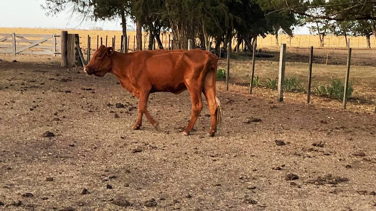 Cómo impacta la sequía en los rodeos vacunos