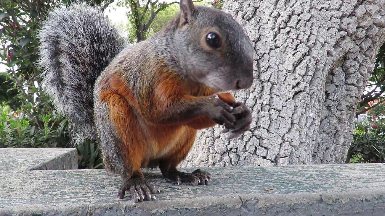 Alerta por invasión de ardillas en la Ciudad de Buenos Aires y varias provincias