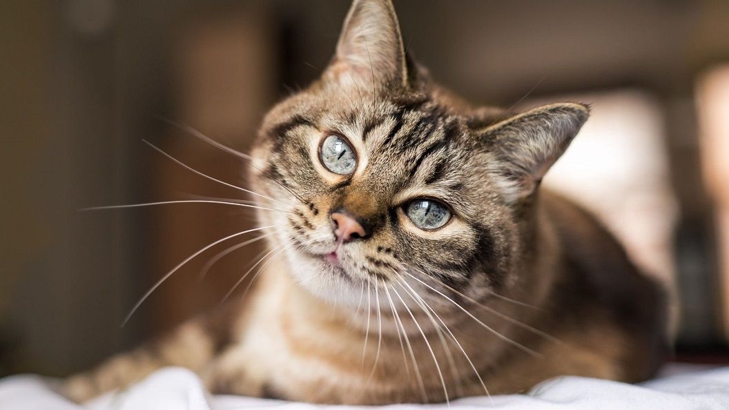 Cada vez más argentinos eligen compartir el hogar con gatos