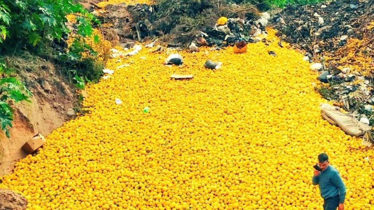 Tucumán: tiran toneladas de limones porque la industria no llega a procesarlos