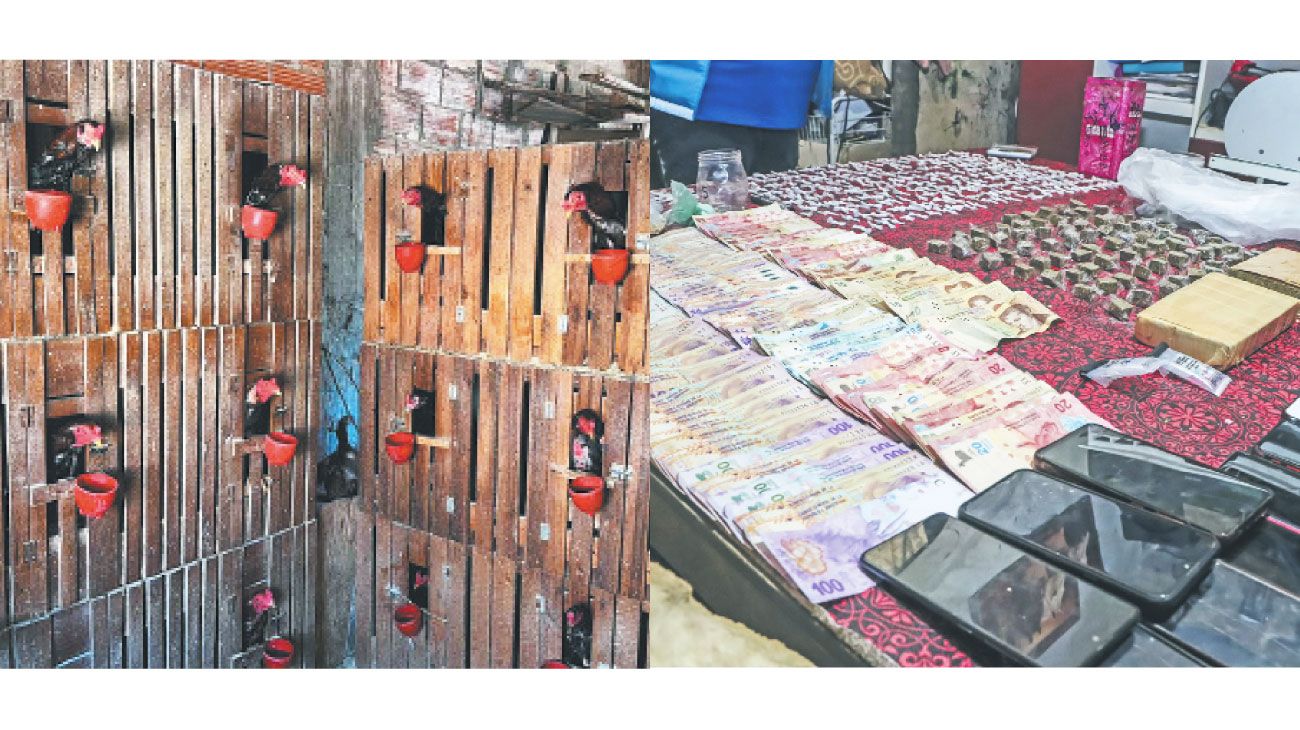Buscaban narcos y hallaron gallos de riña y un ring para peleas