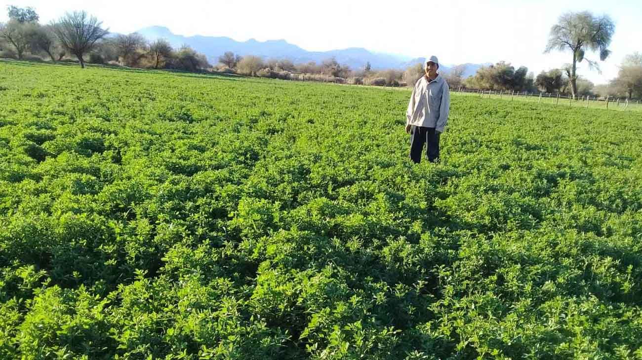 El cambio climático pone en riesgo la "seguridad alimentaria"