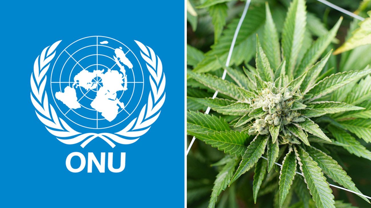 Cannabis: cuál sería el impacto de un nuevo estatus internacional