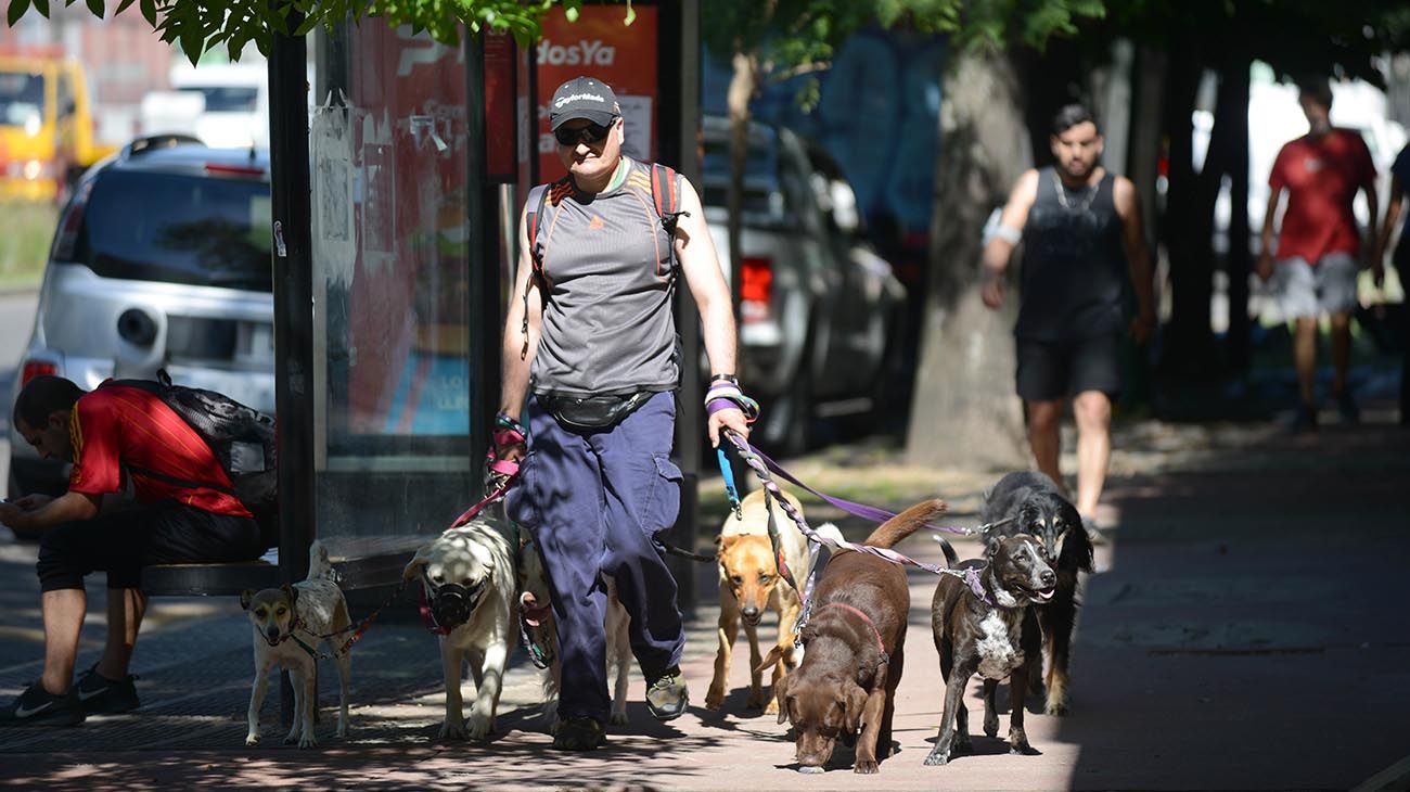 Cuarentena: Piden a la Ciudad que los paseadores de perros vuelvan a trabajar