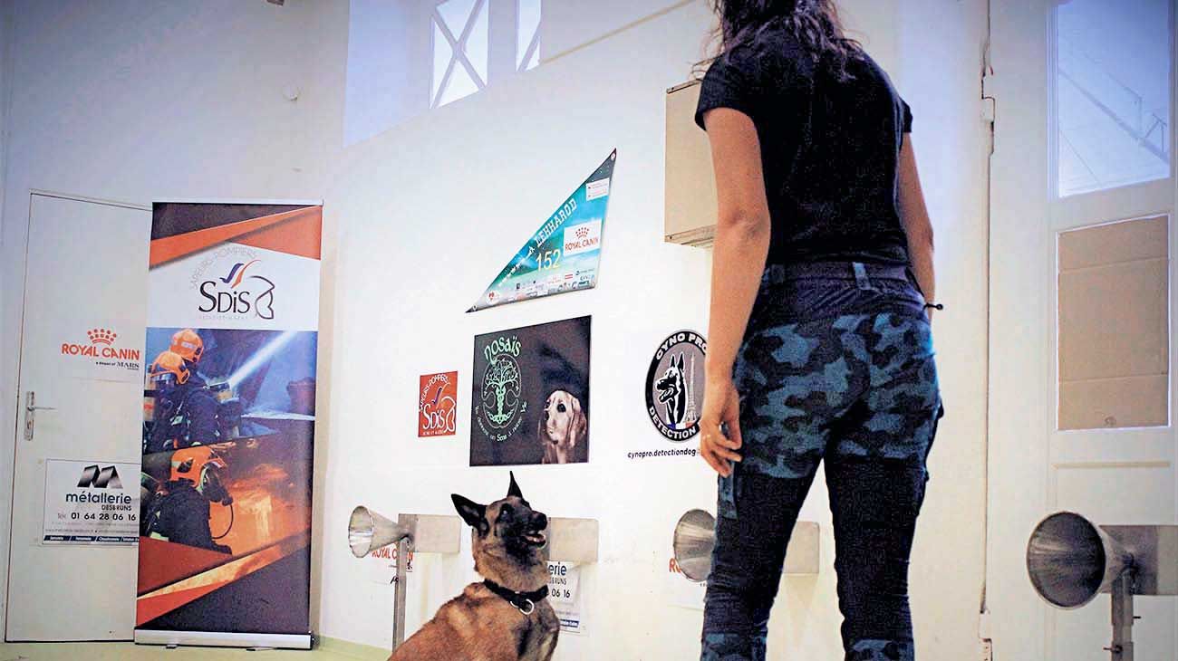 Cómo es el programa francés de perros detectores de Covid-19 que usará la UBA