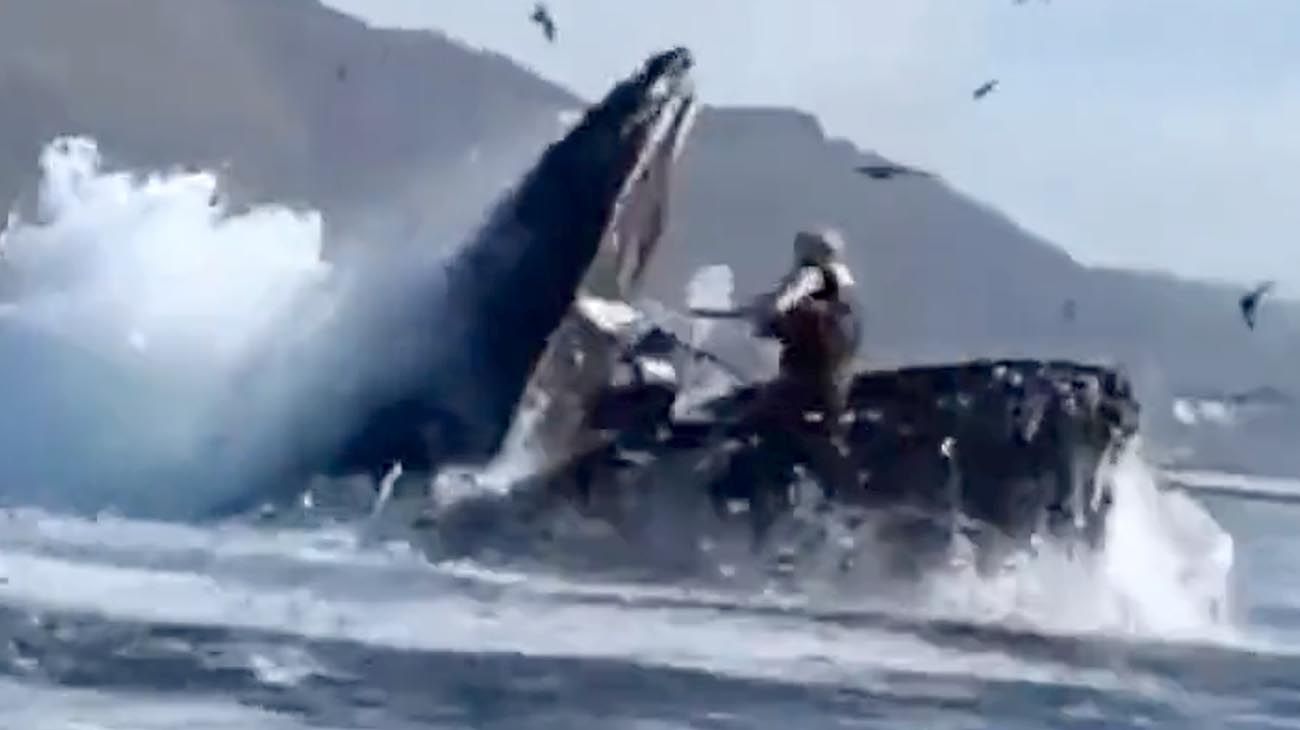 Impactante video: una ballena se tragó a dos mujeres y luego las devolvió al mar