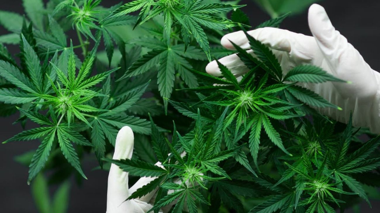 Congreso: impulsan un proyecto que busca "saldar las deudas" de la Ley de Cannabis