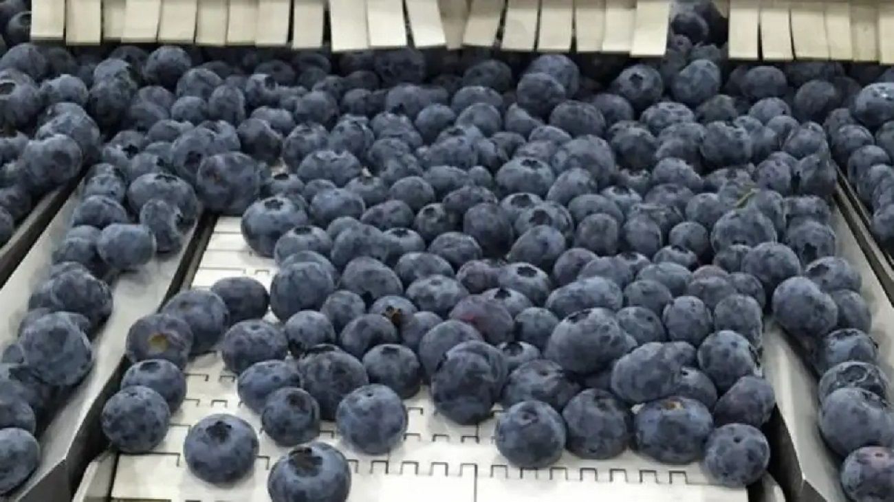 Exportación de arándanos: "Argentina hoy se convirtió en un país proveedor de lo que denominamos nichos de mercado"