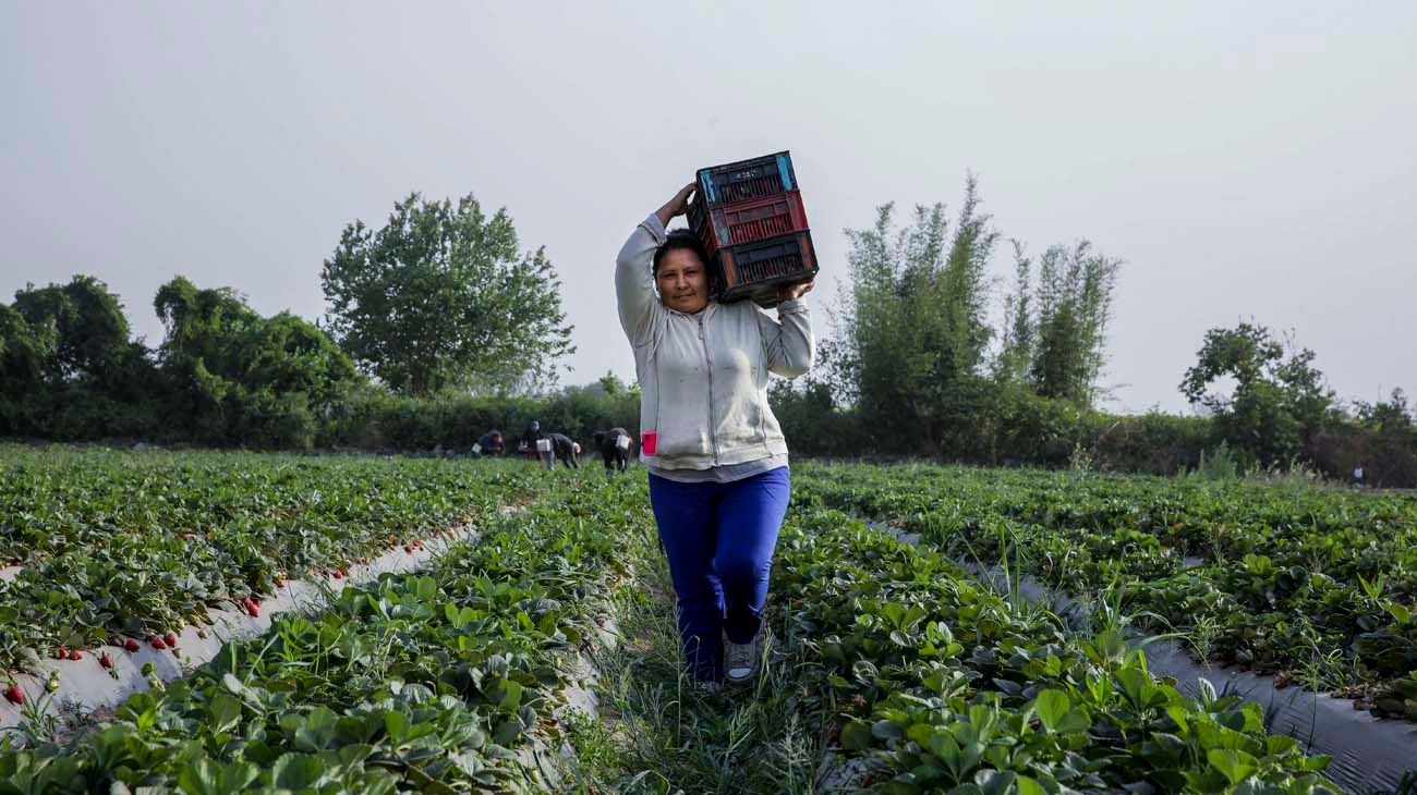 Mujeres en la ruralidad: las brechas específicas del sector