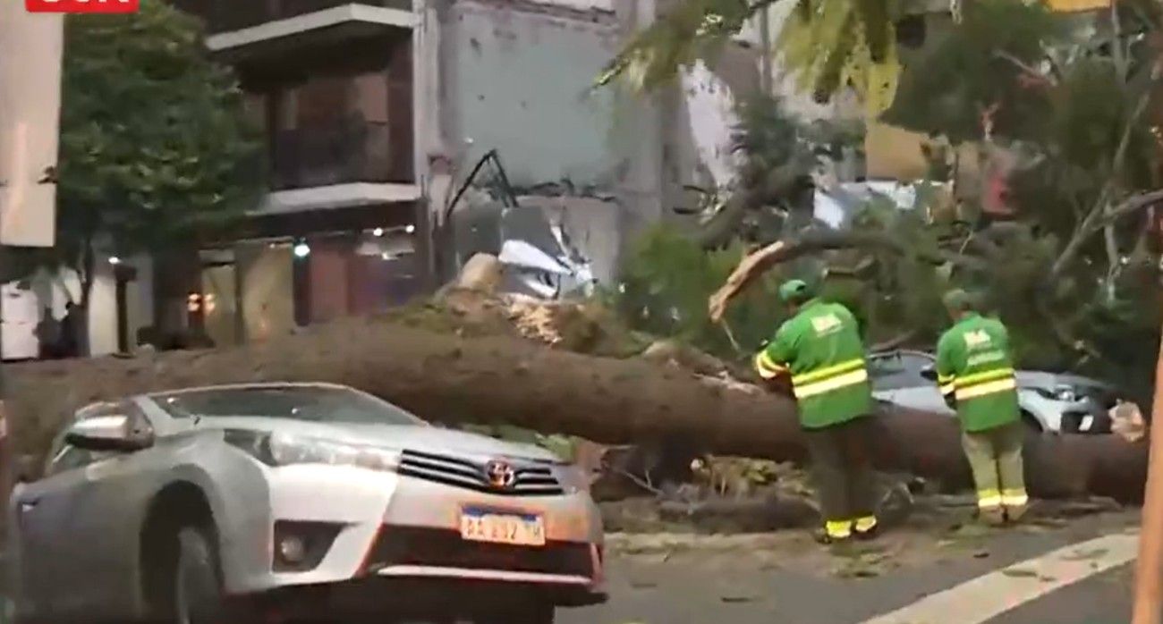 Un árbol se desplomó y aplastó dos autos estacionados cerca de la embajada de EE.UU.