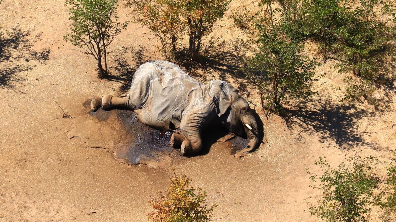 Cientos de elefantes siguen muriendo en Botswana y no se sabe por qué