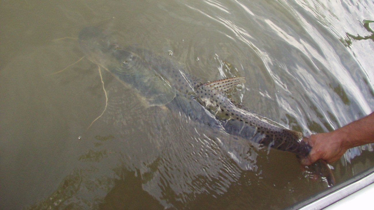 Pesca responsable: cómo devolver un pez al agua