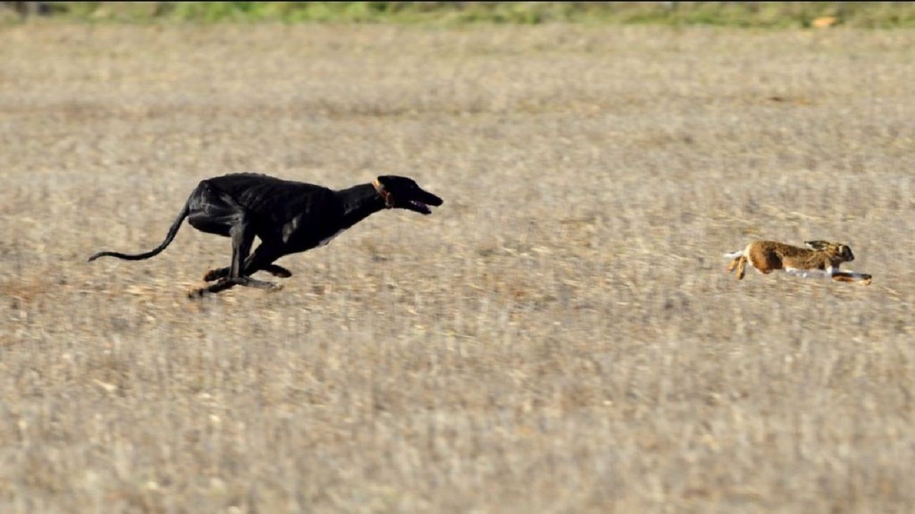 Proponen eliminar la caza con galgos
