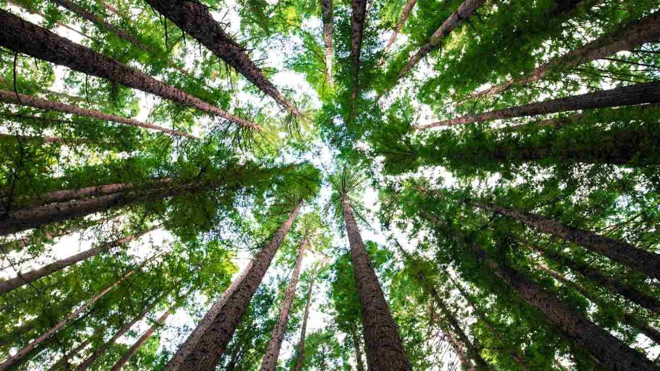 Deuda Climática: debemos reconocer su existencia