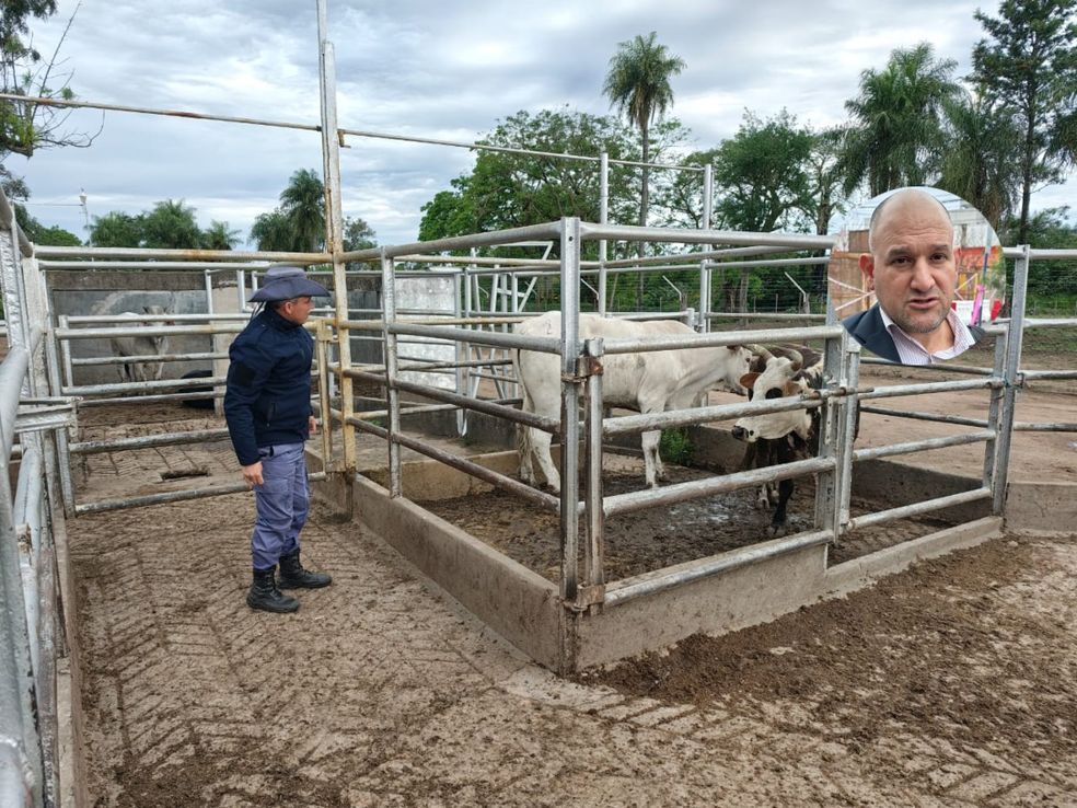 Nueva investigación contra el abogado de Emerenciano Sena por robo de ganado