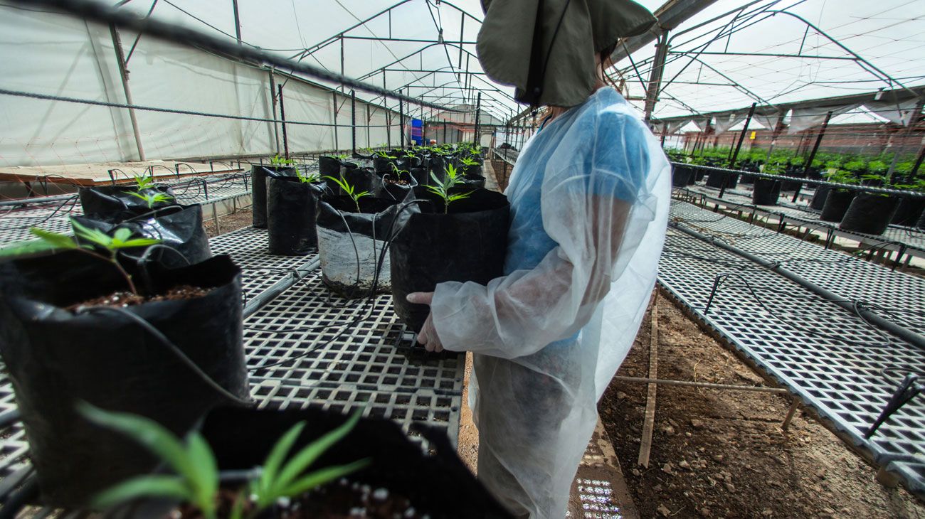 Por qué Israel es líder mundial en cannabis medicinal