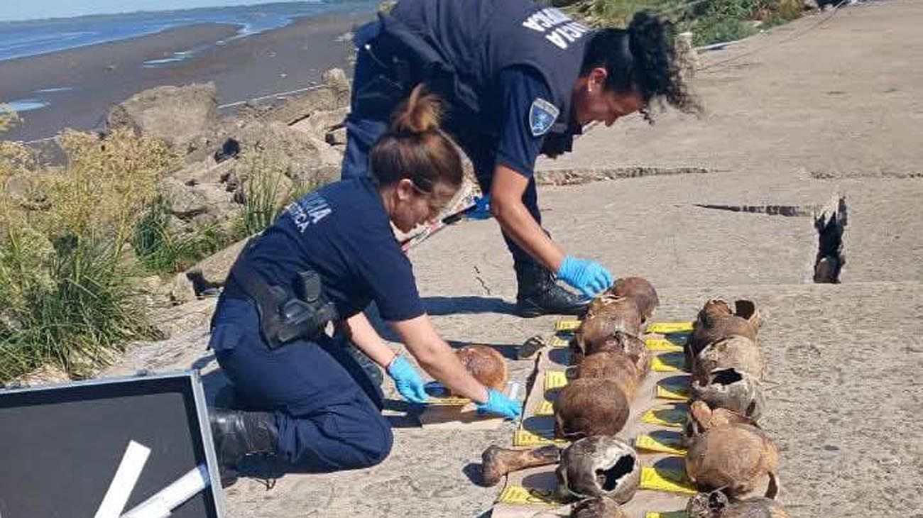 Escalofriante hallazgo en Quilmes: encontraron 17 cráneos humanos en la costa