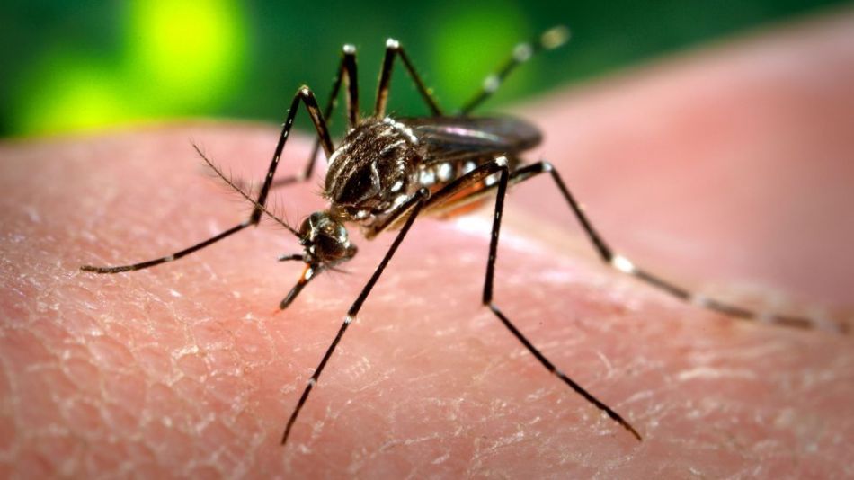 Dengue: se registraron más de 67 mil casos y 48 muertes, la cifra más alta en la historia del país