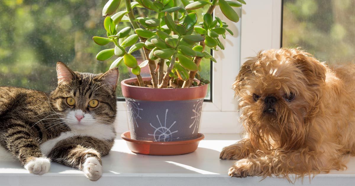 Cuáles son las plantas que pueden dañar a nuestras mascotas