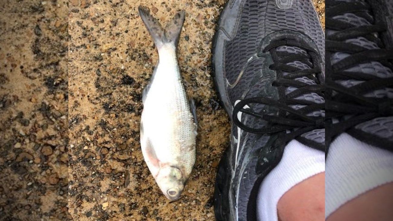 Lluvia de peces: el extraño fenómeno meteorológico que sorprendió a una ciudad de Texas