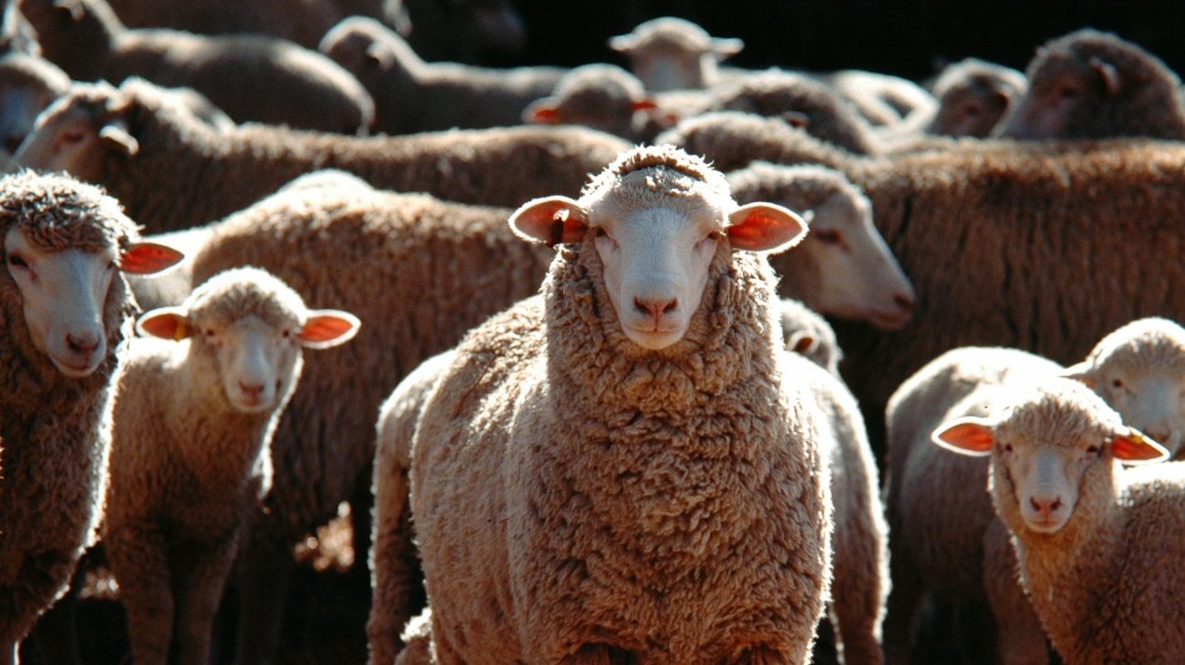 Se detectó el primer caso de encefalomielitis equina en una oveja