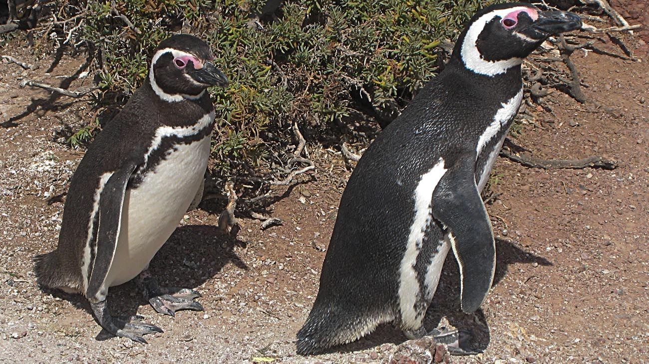 "Extrema crueldad hacia la vida animal": el caso de la matanza de pingüinos en Punta Tombo irá a juicio oral y público