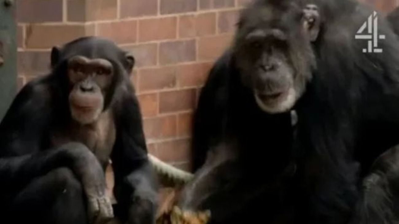 Vio un documental de chimpancés y quiso violar a su madre