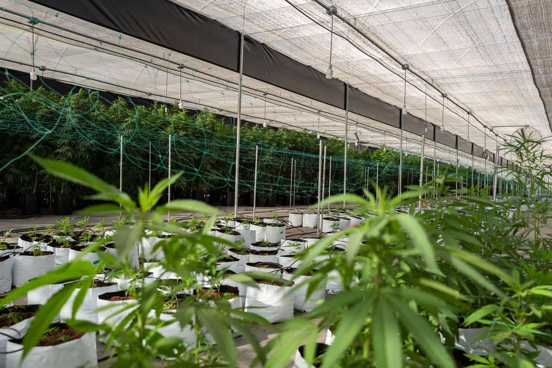 Un expresidente de México apunta a la venta del cannabis en Latinoamérica