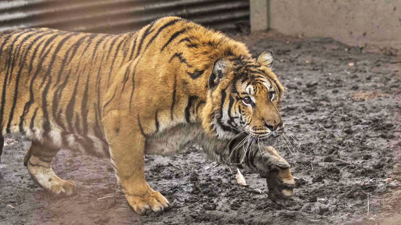 Dos tigres de Bengala estaban en un terreno rural de Balcarce