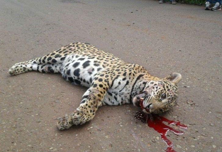 Atropellaron en Misiones a una yaguareté preñada de dos cachorros