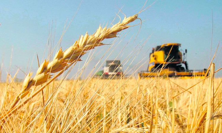 Estamos ante un milagro extraordinario del campo argentino