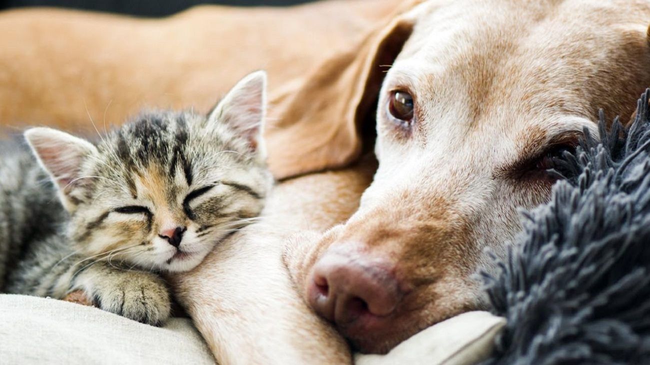 Las aplicaciones móviles más útiles enfocadas en las mascotas