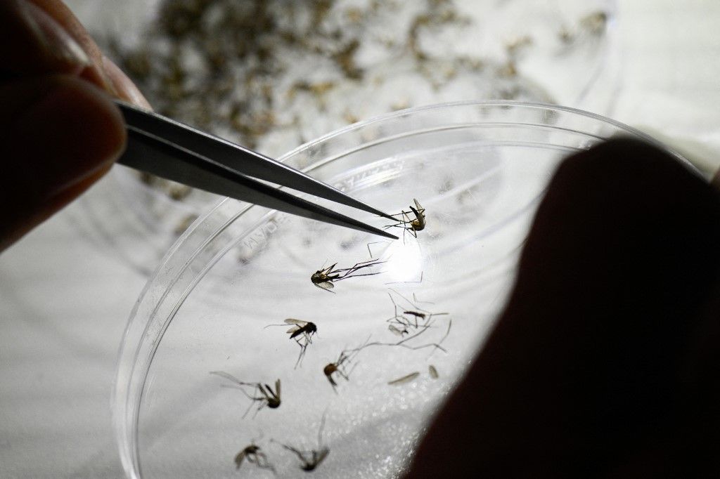 Científicos de Brasil usan los mosquitos como "caballos de Troya" para neutralizar el dengue