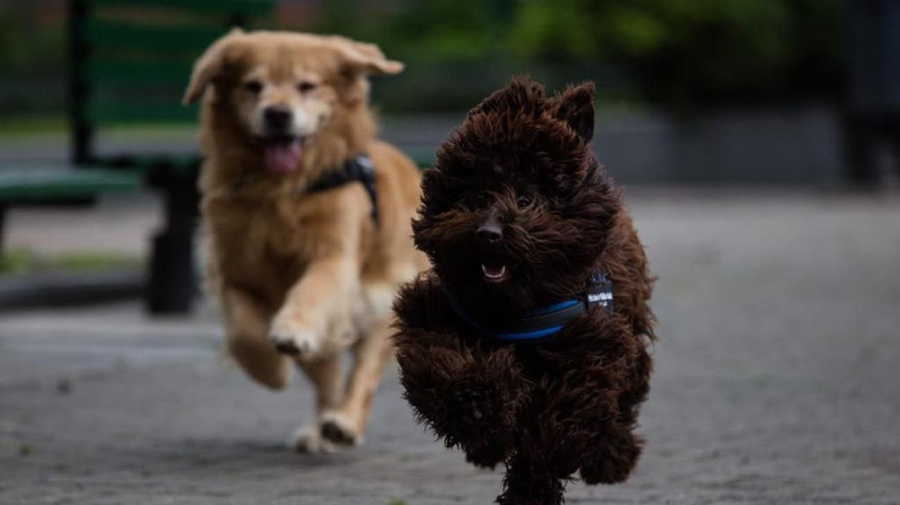 Titán y Brownie, los perros que asisten a los chicos que declaran en la Justicia